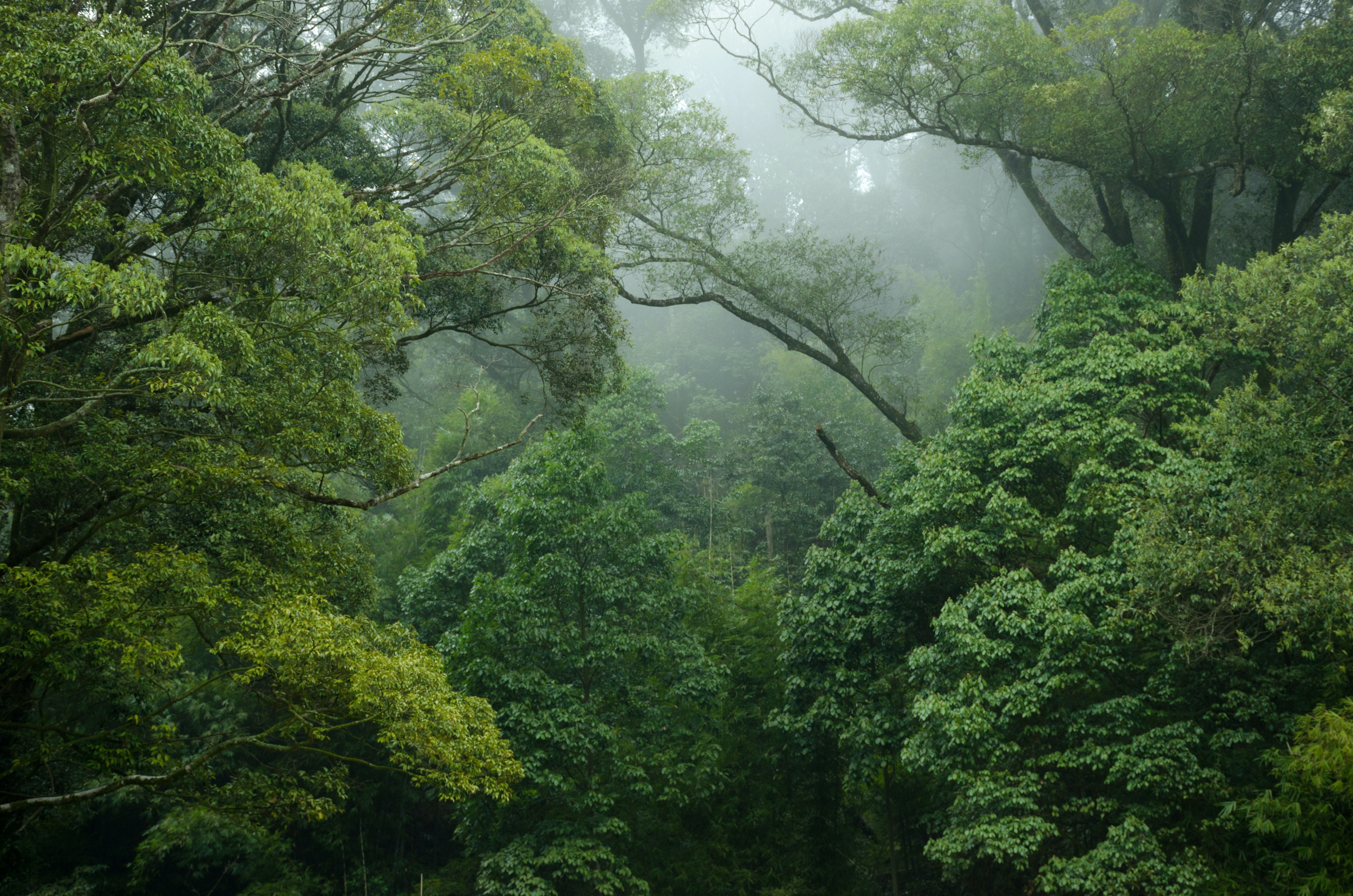 Plant trees, or protect our rainforest, what's best for our future?